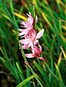 SCHIZOSTYLIS COCCINEA FENLAND DAYBREAK