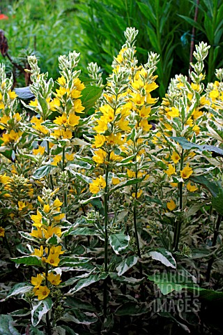 LYSIMACHIA_PUNCTATA_ALEXANDER__LOOSESTRIFE