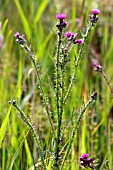 CIRSIUM PALUSTRE,  MARSH THISTLE