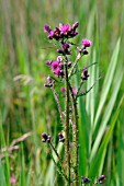 CIRSIUM PALUSTRE,  MARSH THISTLE