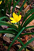 STERNBERGIA LUTEA,  AUTUMN DAFFODIL