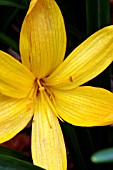 STERNBERGIA LUTEA,  AUTUMN DAFFODIL,  CLOSE UP