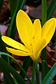 STERNBERGIA LUTEA,  AUTUMN DAFFODIL,