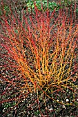 CORNUS SANGUINEA,  MIDWINTER FIRE,  WITH FALLEN LEAVES