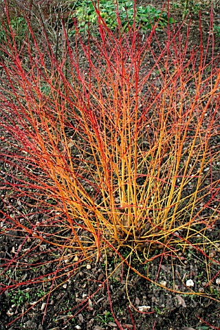 CORNUS_SANGUINEA__MIDWINTER_FIRE__WITH_FALLEN_LEAVES