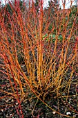 CORNUS SANGUINEA,  MIDWINTER FIRE,  WITH FALLEN LEAVES