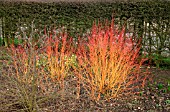 CORNUS SANGUINEA,  MIDWINTER FIRE,  WITH FALLEN LEAVES