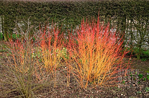 CORNUS_SANGUINEA__MIDWINTER_FIRE__WITH_FALLEN_LEAVES