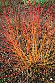 CORNUS SANGUINEA,  MIDWINTER FIRE,  WITH FALLEN LEAVES