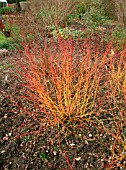 CORNUS SANGUINEA,  MIDWINTER FIRE,  WITH FALLEN LEAVES