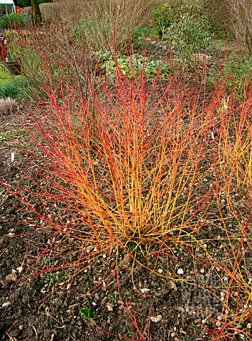 CORNUS_SANGUINEA__MIDWINTER_FIRE__WITH_FALLEN_LEAVES