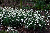 GALANTHUS,  BRENDA TROYLE