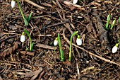 GALANTHUS,  MIGHTY ATOM