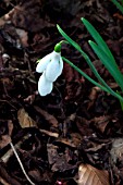 GALANTHUS,  ATKINSII