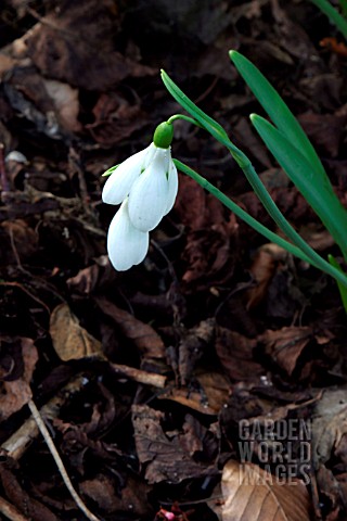 GALANTHUS__ATKINSII