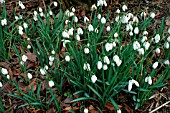 GALANTHUS,  SAM ARNOTT