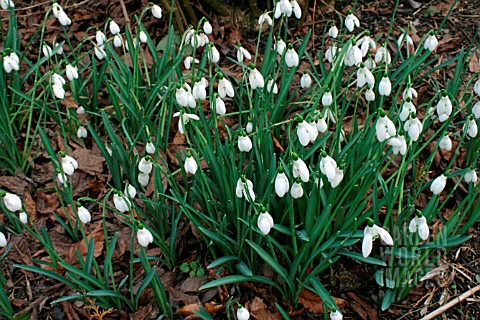 GALANTHUS__SAM_ARNOTT