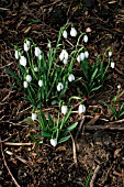 GALANTHUS BABRAHAM,  SCENTED