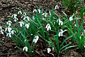 GALANTHUS BENTON MAGNET