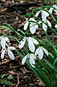 GALANTHUS BENTON MAGNET