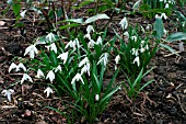 GALANTHUS ANGLESEY ABBEY,  LAGODECHIANUS