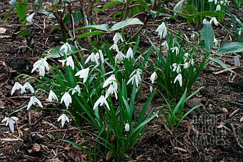 GALANTHUS_ANGLESEY_ABBEY__LAGODECHIANUS