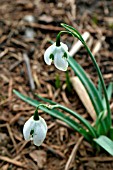 GALANTHUS DESDEMONA