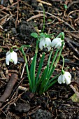 GALANTHUS NIVALIS,  HAMBUTTS ORCHARD,  SNOWDROP