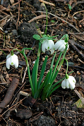 GALANTHUS_NIVALIS__HAMBUTTS_ORCHARD__SNOWDROP