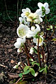 HELLEBORUS NIGER,  HARVINGTON