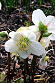 HELLEBORUS NIGER,  HARVINGTON