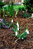 GALANTHUS,  TUBBY MERLIN,  SNOWDROP