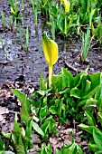 LYSICHITON AMERICANUS,  SKUNK CABBAGE