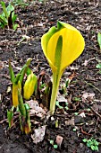 LYSICHITON AMERICANUS,  SKUNK CABBAGE