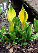 LYSICHITON AMERICANUS,  SKUNK CABBAGE