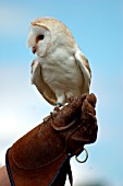 BARN OWL,  TYTO ALBA PRATINCOLA