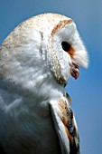 BARN OWL,  TYTO ALBA PRATINCOLA