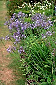 AGAPANTHUS,  AFRICAN BLUE LILY