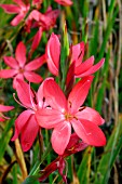 SCHIZOSTYLIS COCCINEA