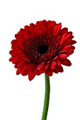 GERBERA,  RED