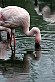 PHOENICONAIAS MINOR,  LESSER FLAMINGO