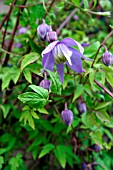 CLEMATIS ALPINA,  FRANCIS RIVIS