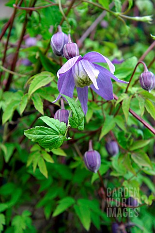 CLEMATIS_ALPINA__FRANCIS_RIVIS