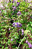 CLEMATIS ALPINA,  FRANCIS RIVIS