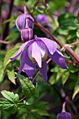 CLEMATIS ALPINA,  FRANCIS RIVIS