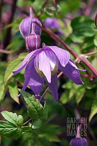 CLEMATIS_ALPINA__FRANCIS_RIVIS