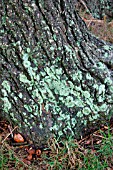 LICHENS ON A TREE TRUNK