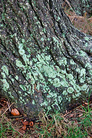 LICHENS_ON_A_TREE_TRUNK