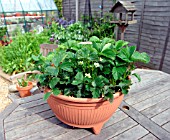 STRAWBERRY PLANTS,  A IN POT,  IN FLOWER