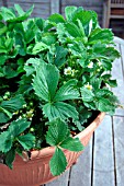 STRAWBERRY PLANTS,  A IN POT,  IN FLOWER